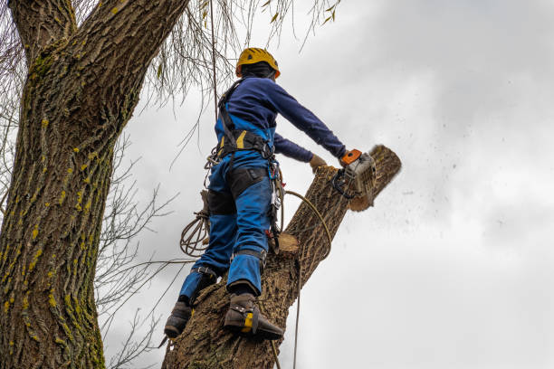 Best Emergency Storm Tree Removal  in Savannah, MO